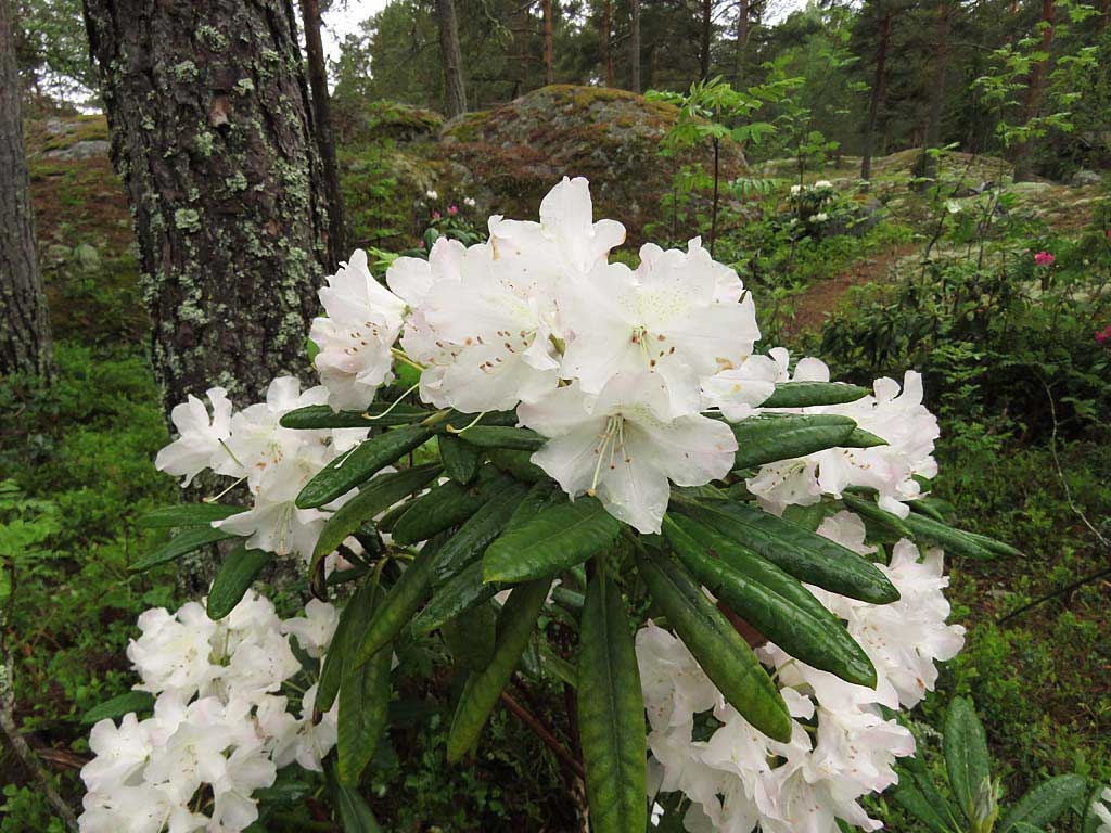 AA